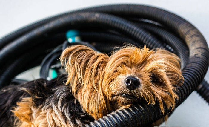 约克夏犬，小猎犬，狗，渺小，累，休息