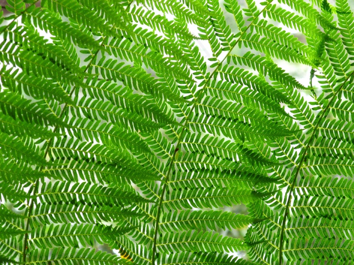 蕨类，叶子，自然，植物