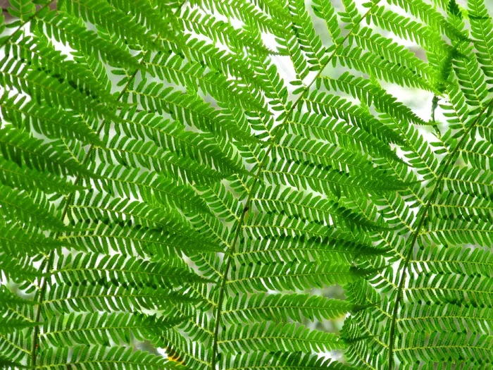 蕨类，叶子，自然，植物