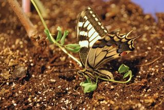 燕尾蝴蝶，大，多彩，木，棍子