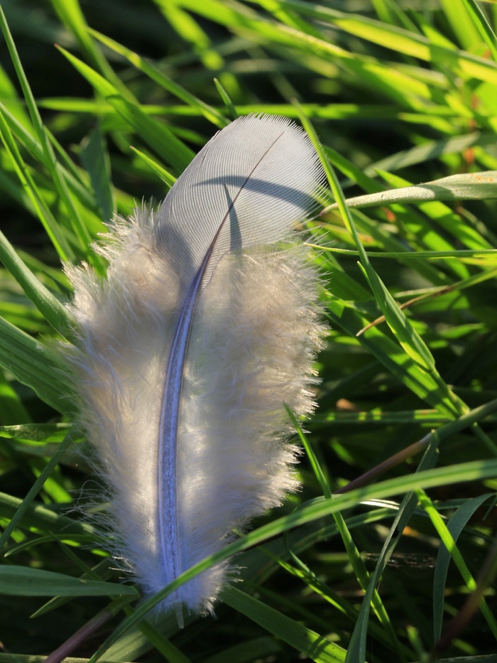 春天，白色，鸟飞，通风，微微，向下，鸟的羽毛