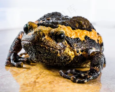 蟾蜍，阿努兰人，青蛙，两栖动物