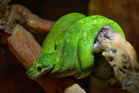 蛇,绿色,Boomslang,爬行动物,动物,捕食者 蛇,绿色,Boomslang,爬行动物,动物,捕食者