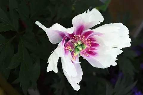 花,植物,春天,颜色 花,植物,春天,颜色