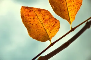 秋天，假期，黄色