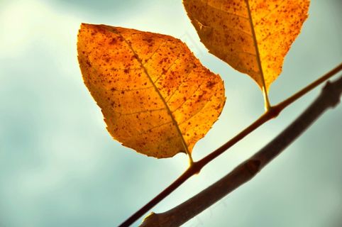 秋天,假期,黄色 秋天,假期,黄色