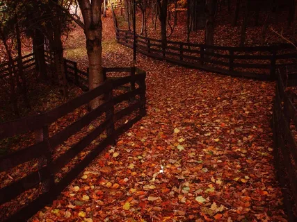 叶子，通路，秋季，公园，路径，性质，森林