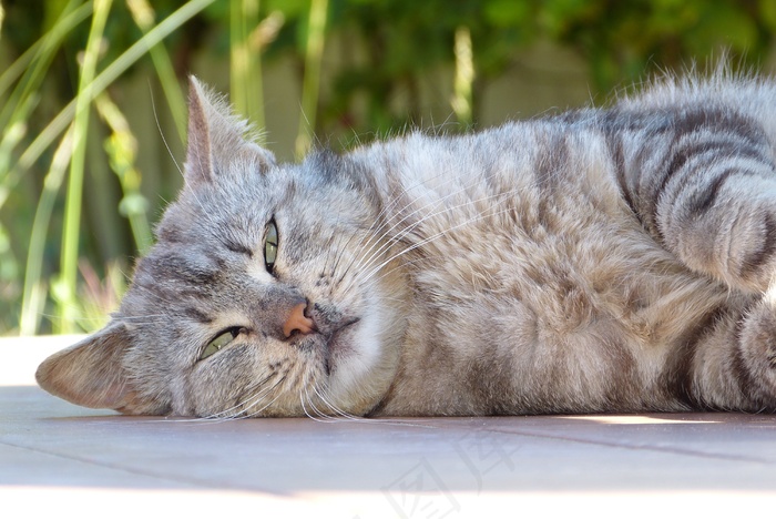 猫，虎斑猫，毛皮，动物，宠物