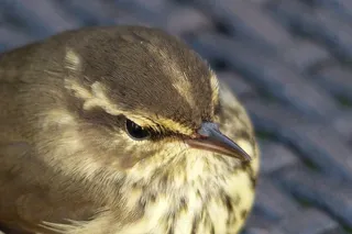 麻雀，鸟，羽毛，自然，野生动物，动物