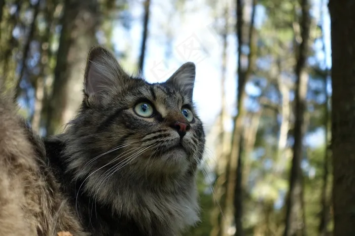 猫，猫的，可爱，家养，户外，树木，寻找