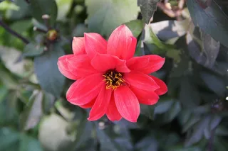 大丽花，花，自然