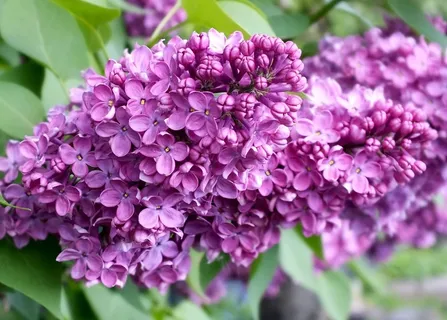 丁香,开花,鲜花,春天,花的,自然,紫色 丁香,开花,鲜花,春天,花的,自然,紫色