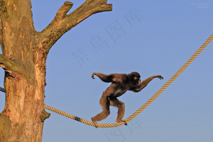 柏柏尔人的猴子，猴子，动物园