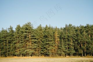 松科,树,玉米,池杉,防护林,森林的边缘