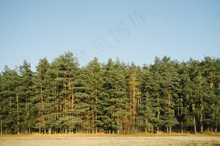 松科,树,玉米,池杉,防护林,森林的边缘