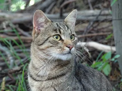 猫,注意,观点,家猫,森林,看看,脸 猫,注意,观点,家猫,森林,看看,脸