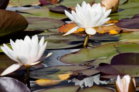 睡莲，睡莲，威廉·杜格，玫瑰湖