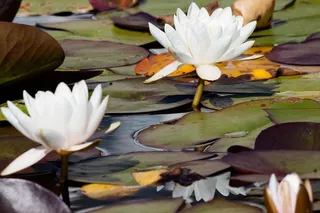 睡莲，睡莲，威廉·杜格，玫瑰湖