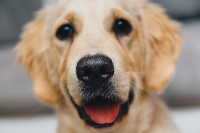 金毛猎犬，狗，宠物，动物，鼻子，舌头