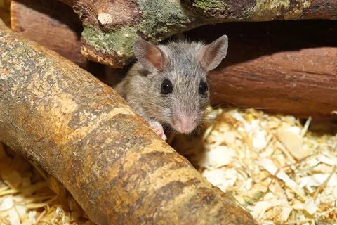 鼠标，吻合器，可爱，吻合器，宠物，甜，扣眼