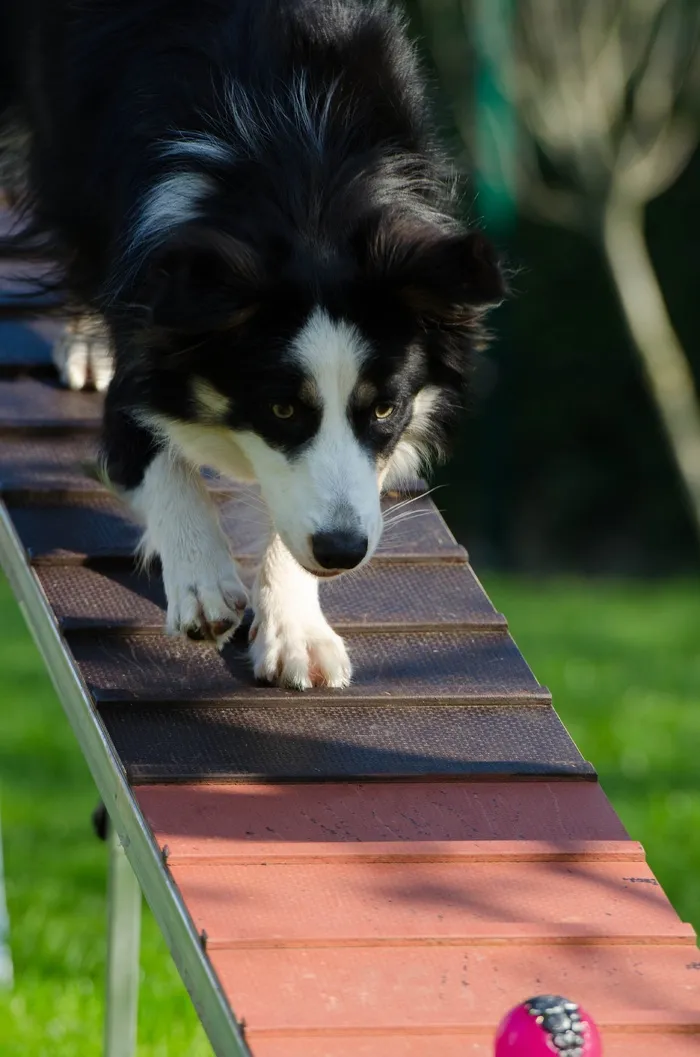 边境牧羊犬，敏捷性，猫步，狗训练