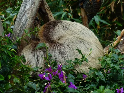 懒惰,休息,睡眠,两趾懒惰,choloepus 懒惰,休息,睡眠,两趾懒惰,choloepus