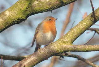 罗宾，鸟，鸣鸟，麻雀鸟，自然，美丽