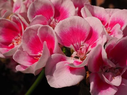 天竺葵，开花，花，粉红色