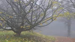 雾，秋，11月，叶秋，气氛，分支机构