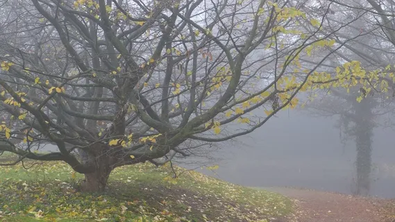 雾,秋,11月,叶秋,气氛,分支机构 雾,秋,11月,叶秋,气氛,分支机构