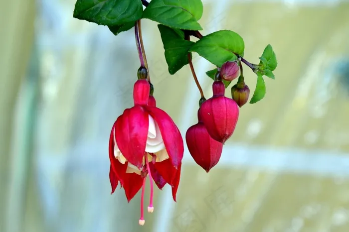 紫红色，花，洋红色，花的，植物，白色，粉红色