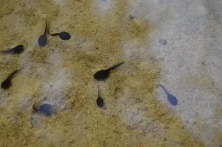 d，湖，水，池塘，青蛙