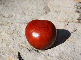 栗子，谷物，棕色，水果，闪耀，七叶树