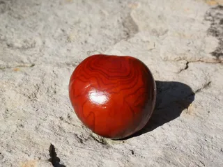 栗子，谷物，棕色，水果，闪耀，七叶树