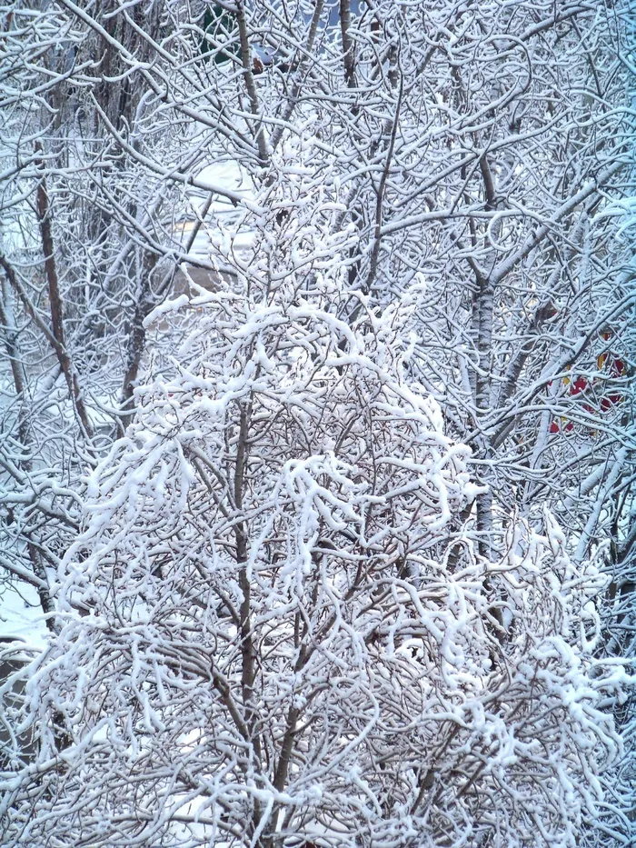 冬天，冬天的灌木，冬天的梦，雪