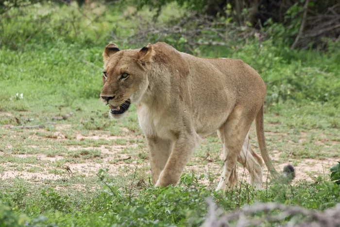 母狮，步行，猫，大5，野，女性，捕食者