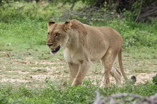 母狮，步行，猫，大5，野，女性，捕食者
