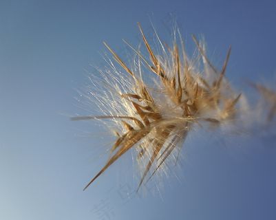 草，种子，天空，自然，干，植物，关闭