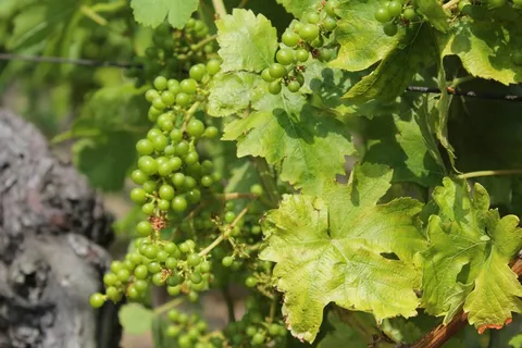 葡萄酒,藤,葡萄,葡萄种植,葡萄园,植物,绿色 葡萄酒,藤,葡萄,葡萄种植,葡萄园,植物,绿色