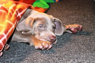 动物，狗，宠物，威玛