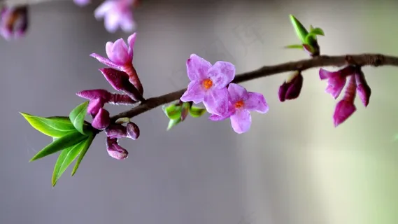 达芙妮·梅泽雷姆,春天的花朵,森林 达芙妮·梅泽雷姆,春天的花朵,森林