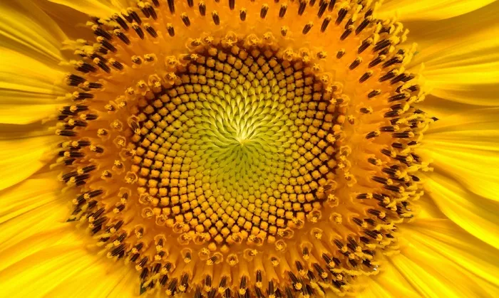 向日葵，鲜花，向日葵，太阳，向日葵，黄色