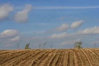 田野，玉米田，收获，天空，风雨如磐，农业