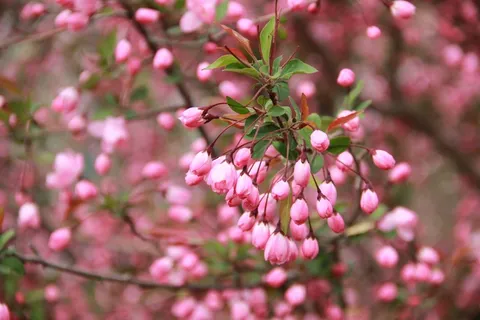 桃花,树林,清明,郊游 桃花,树林,清明,郊游