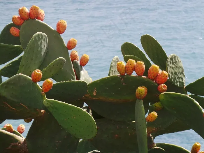仙人掌，水果，梨仙人掌，植物，自然，开花