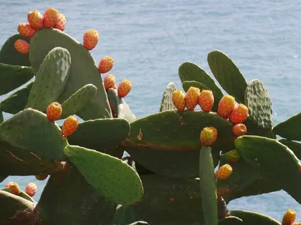 仙人掌，水果，梨仙人掌，植物，自然，开花
