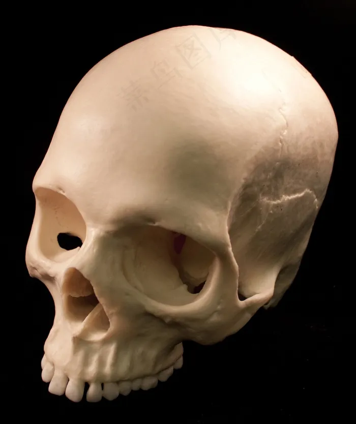 头骨，骨骼，骨头，恐惧，恐怖，死亡