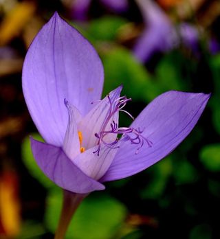 多年生，花，盛开，植物，花的，盛开