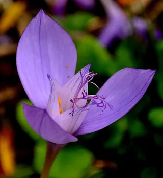 多年生，花，盛开，植物，花的，盛开