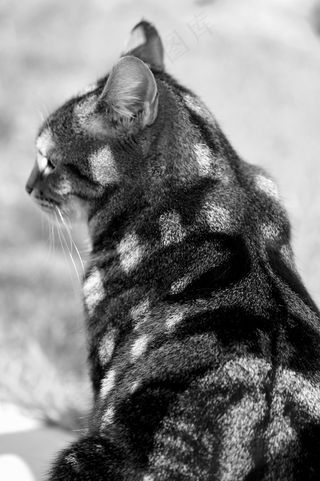 猫，毛皮，棋盘，模式，阴影，皮影戏